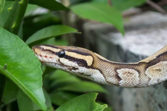 What to do after a snakebite? [Tom's Guide]