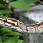 What to do after a snakebite? [Tom's Guide]
