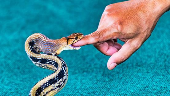 What to do if you get bitten by a snake [iStock]
