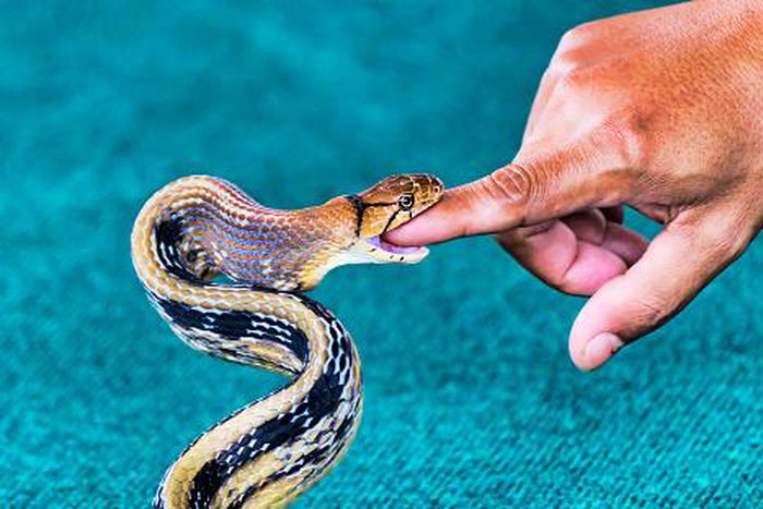 What to do if you get bitten by a snake [iStock]