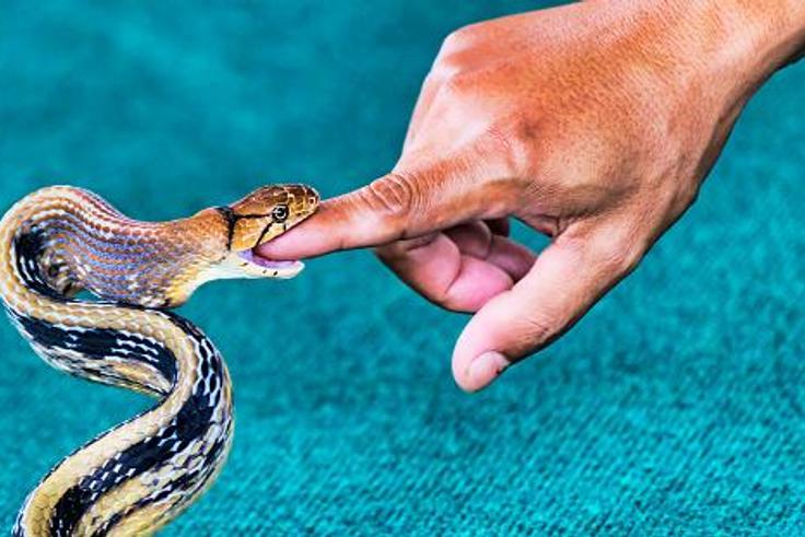 What to do if you get bitten by a snake [iStock]