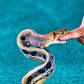 What to do if you get bitten by a snake [iStock]