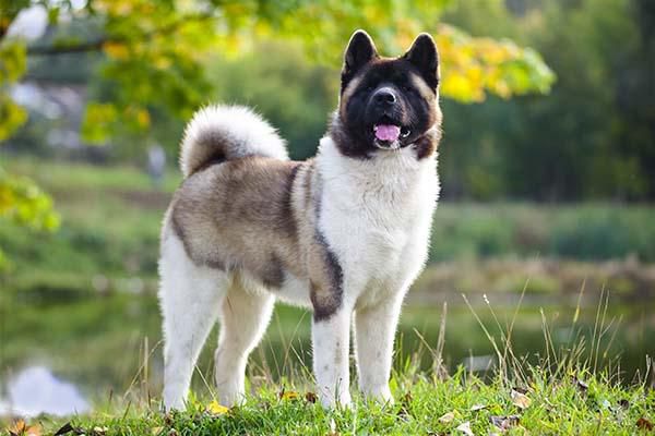 Akita Inu dog [American Kennel Club]