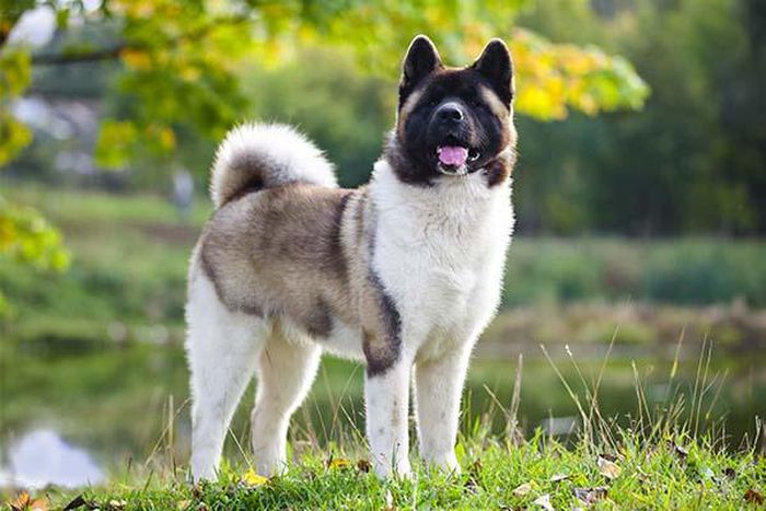 Akita Inu dog [American Kennel Club]