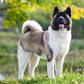 Akita Inu dog [American Kennel Club]