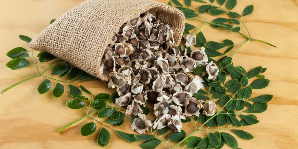 Benefits of moringa seeds [Everythingyouneed]
