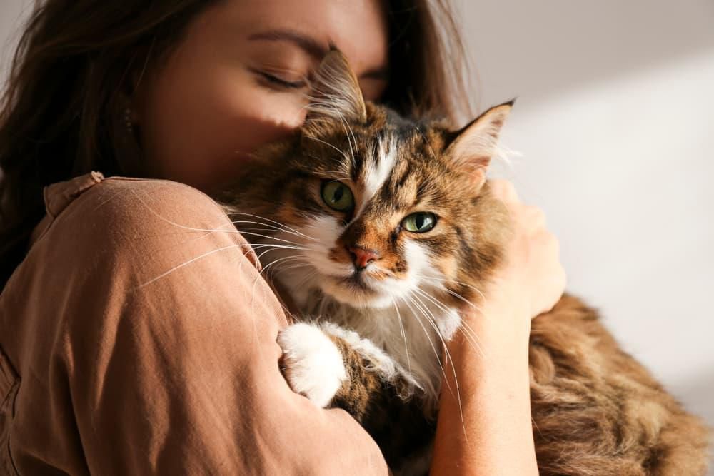 Purring is therapeutic for humans [GreatPetLiving]
