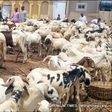 Plateau Rep donates 400 rams, ₦20 million to constituents for Sallah