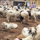 Plateau Rep donates 400 rams, ₦20 million to constituents for Sallah