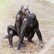 Some animal species can be gay [Quora]