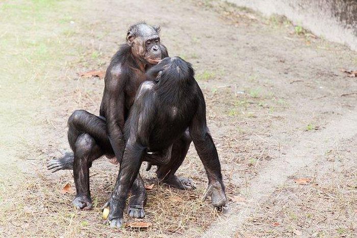 Some animal species can be gay [Quora]