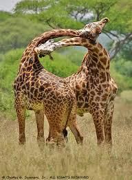 Giraffes [NUS]