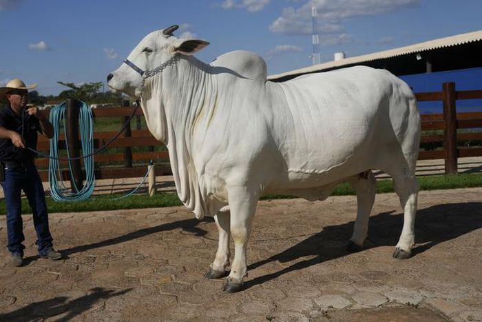 The most expensive cow in the world [AP]
