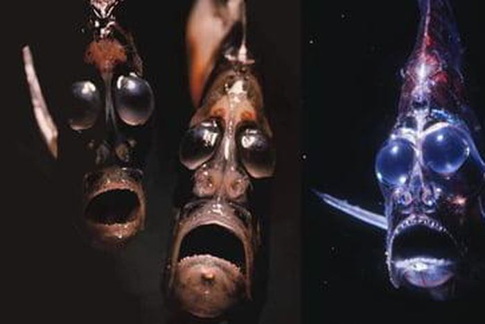 These animals are fascinating yet fearsome [9GAG]