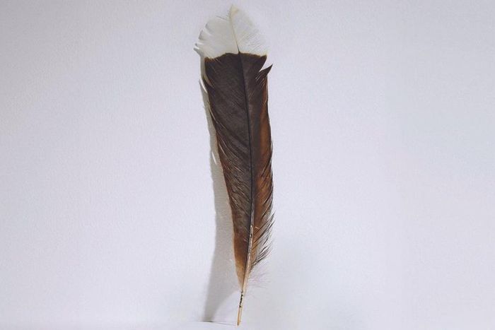 The world's most expensive feather [BBC]