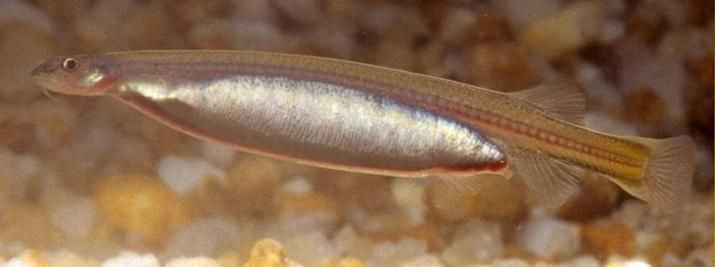 Candiru [Wikipedia]