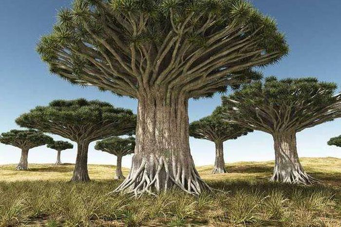 What are oldest living trees in the world? [Pinterest]
