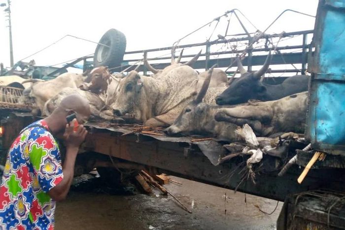 7 injured, cows die in Lagos-Ibadan Expressway accident [NAN]