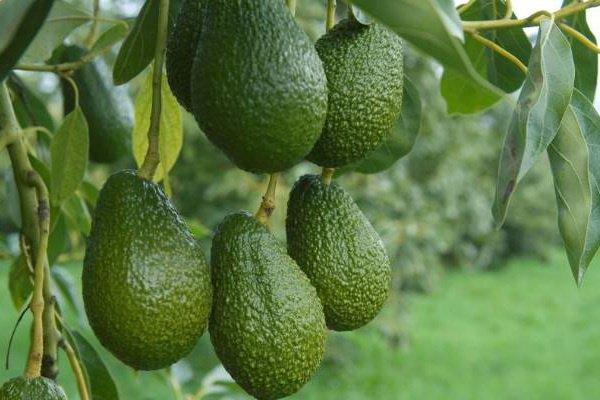 Avocados offer a range of health benefits beyond calorie content