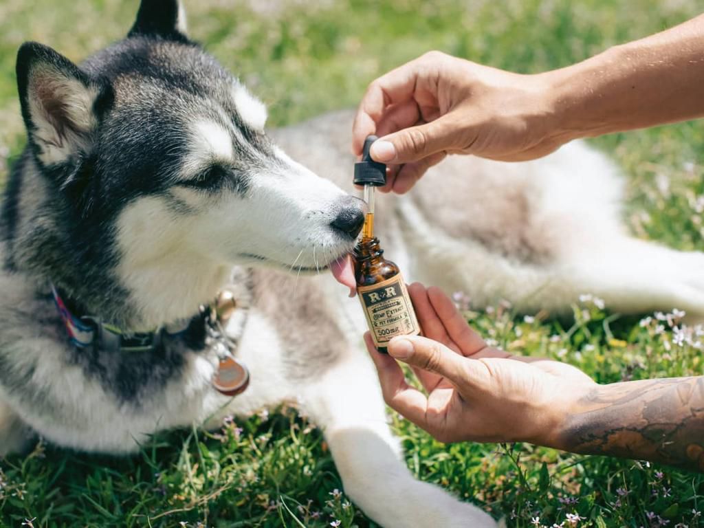 Probiotics can helo your dog feel better [PetHelpful]