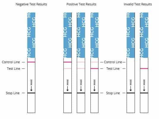 2 lines mean you may be pregnant [Fertility2Family]