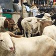 Ram market [Premium Times Nigeria]