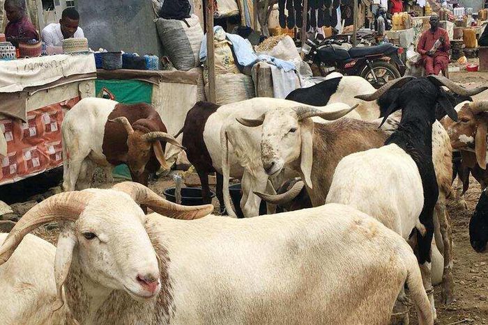 Ram market [Premium Times Nigeria]