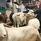Ram market [Premium Times Nigeria]