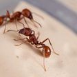 Harvester red ant