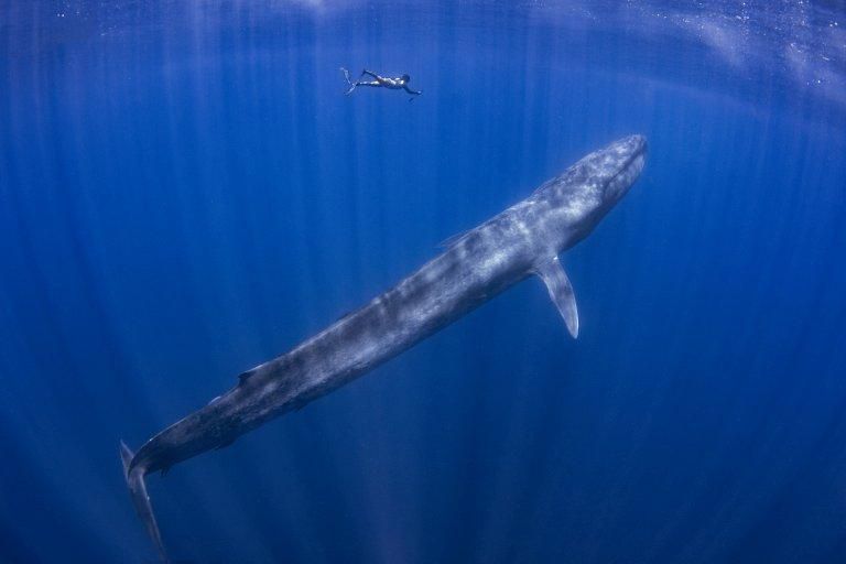 Blue Whale [Factanimal]