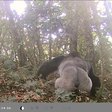 MSc student captures footages of endangered Cross River gorillas [NAN]