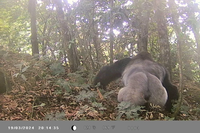 MSc student captures footages of endangered Cross River gorillas [NAN]