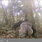 MSc student captures footages of endangered Cross River gorillas [NAN]