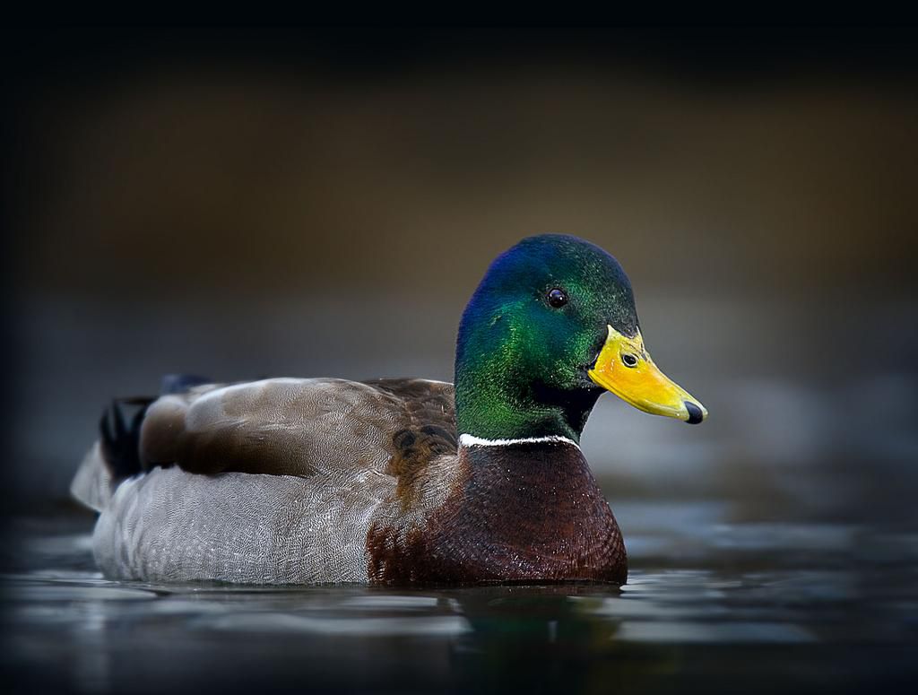 Waterfowl [NDOW]