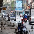 Lopburi in Thailand is overrun by monkeys [Getty]