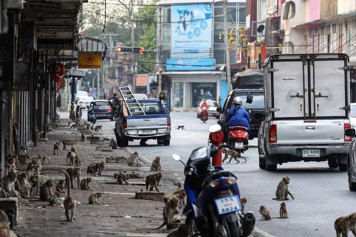Lopburi in Thailand is overrun by monkeys [Getty]