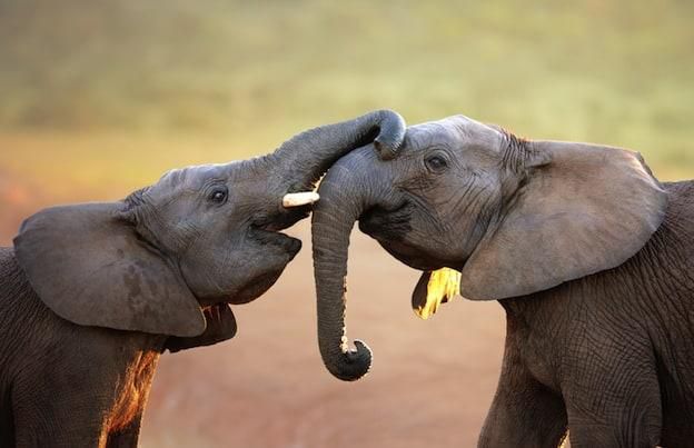 Elephants use a variety of sounds to communicate [ElephantWorld]