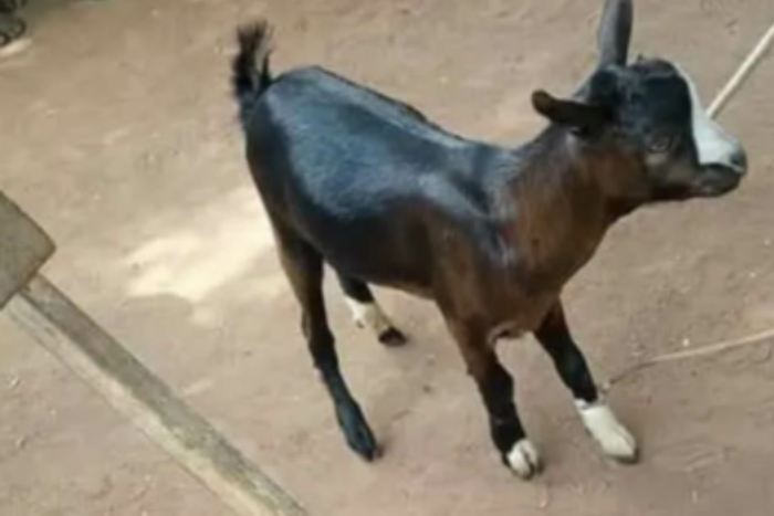 Akinsanya has been arrested [Linda Ikeji Blog]