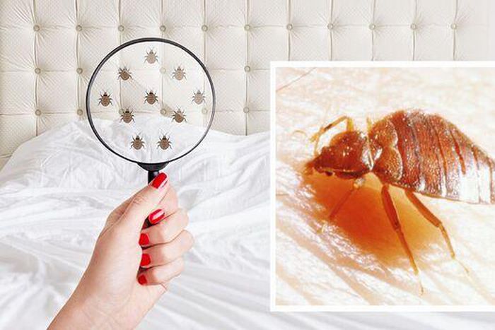 How to get rid of bed bugs [DailyExpress]