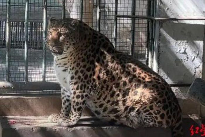Chinese Zoo Gives Up on Helping Obese Leopard Lose Weight