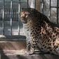 Chinese Zoo Gives Up on Helping Obese Leopard Lose Weight
