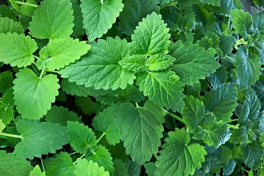 Catnip plant [Allrecipes]