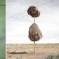These are impressive structures built by animal architects [BoredPanda]