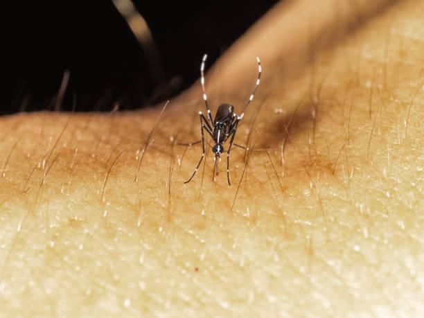 The female Anopheles mosquito transmit malaria [iStock]