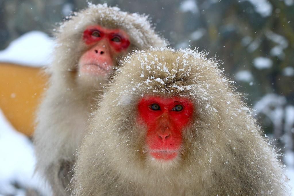 Japanese macaques [Flickr]