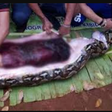 Woman found dead inside a giant python after going missing for 24 hours