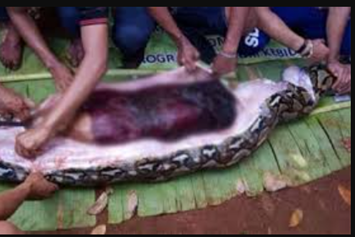 Woman found dead inside a giant python after going missing for 24 hours