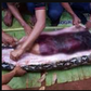 Woman found dead inside a giant python after going missing for 24 hours