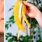 The benefits of banana peel are numerous [Quora]
