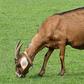 A she-goat [Wikimedia Commons]